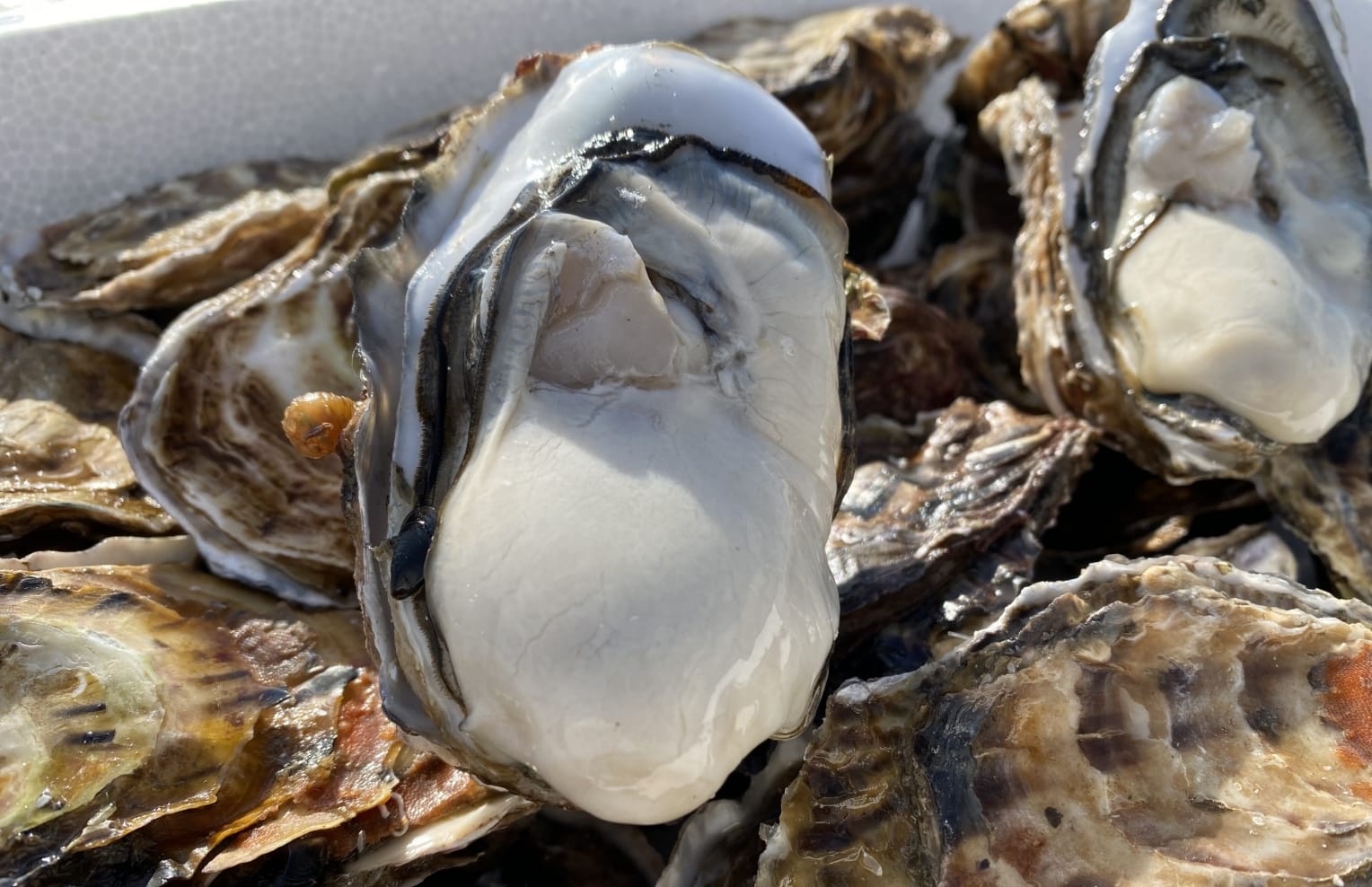 知ればもっと美味しい!牡蠣の魅力
