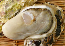 五島列島産の牡蠣の写真