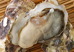 糸島産の牡蠣の写真