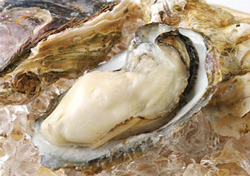 蒲江湾産の牡蠣の写真