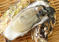 釜石湾産の牡蠣の写真