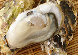 唐津産の牡蠣の写真