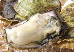 九十九島産の牡蠣の写真