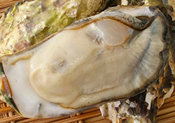 的矢湾産の牡蠣の写真
