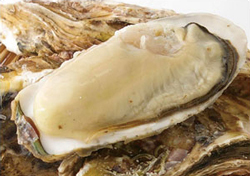 大槌湾産の牡蠣の写真