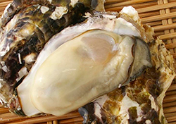坂越産の牡蠣の写真
