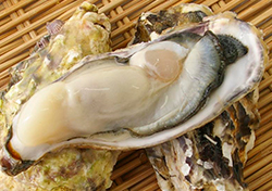 サロマ湖産の牡蠣の写真