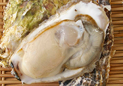 仙鳳趾産の牡蠣の写真