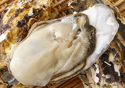 浦村産の牡蠣の写真